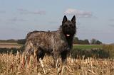 BOUVIER DES ARDENNES 265